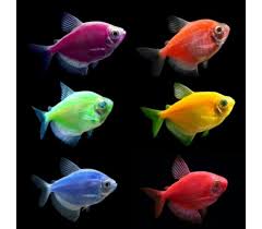 Acuario ARYA