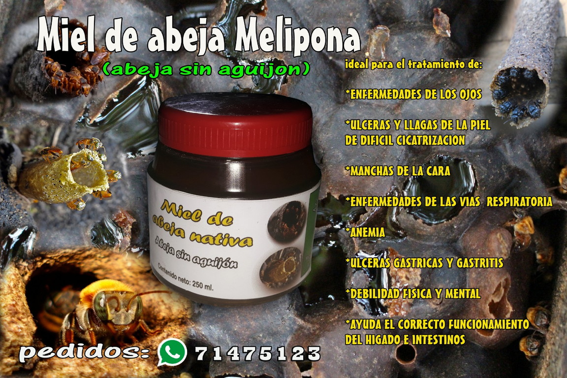 Meliponicultura - imagen 4