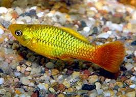 Acuario ARYA - imagen 2