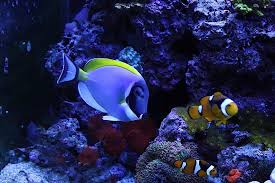 Acuario Azul - imagen 2