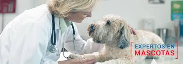 PUNTO PETS  - imagen 2