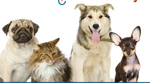 Veterinario