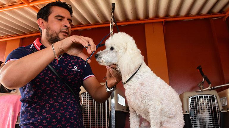 Peluquería Animales
