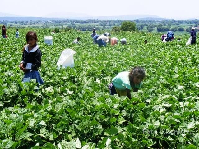 Agricolas